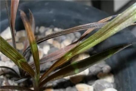 兰花害虫有哪些,兰花病虫害防治概述