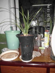 对红怎么分盆,探寻土壤色彩背后的种植奥秘