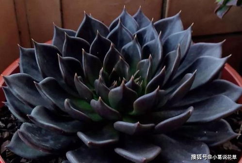 黑王子怎么养,打造健康美丽的多肉植物