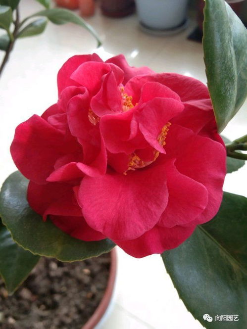 茶花在室外怎么养,打造美丽茶花园
