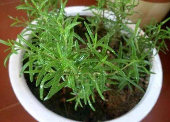 夏季种什么草驱蚊