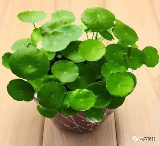 铜钱草如何养的又大又绿,轻松养出翠绿肥大植株