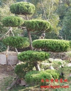 黄杨怎么造型,从修剪到盆景的精湛技艺