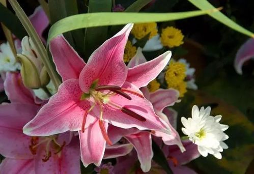 百合花鲜花如何生根
