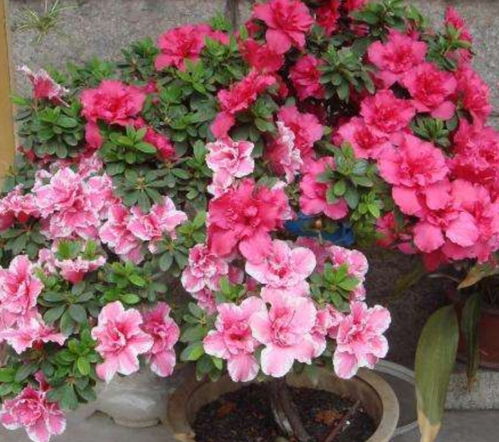 杜鹃花怎么养护,从土壤到花期全方位呵护