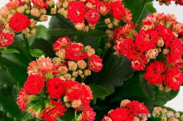 花卉一件是多少数量,探索花卉的独特数量之美