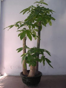 发财树怎么养,打造家居绿意盎然