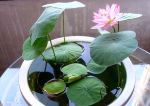 如何种植碗莲