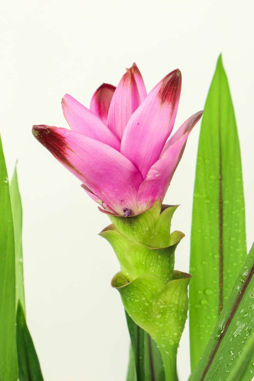 姜荷花上什么肥,打造美丽花境的秘密武器