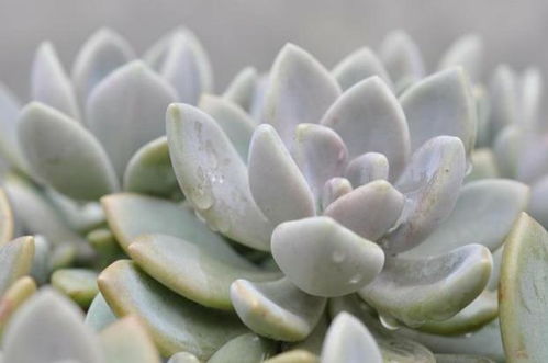 厚叶草属 植物有哪些,形态、生态与利用概述