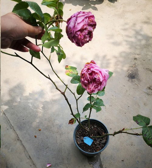 如何控制月季不长高,控制株高,打造精致花境