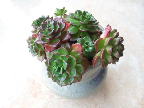 多肉植物蒂亚怎么养,打造美丽多肉花园