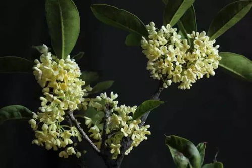 桂花对应的花语是什么,寓意吉祥——探寻桂花花语之美