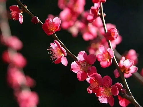 梅花生长在什么地方,梅花生长的地理分布与生态环境