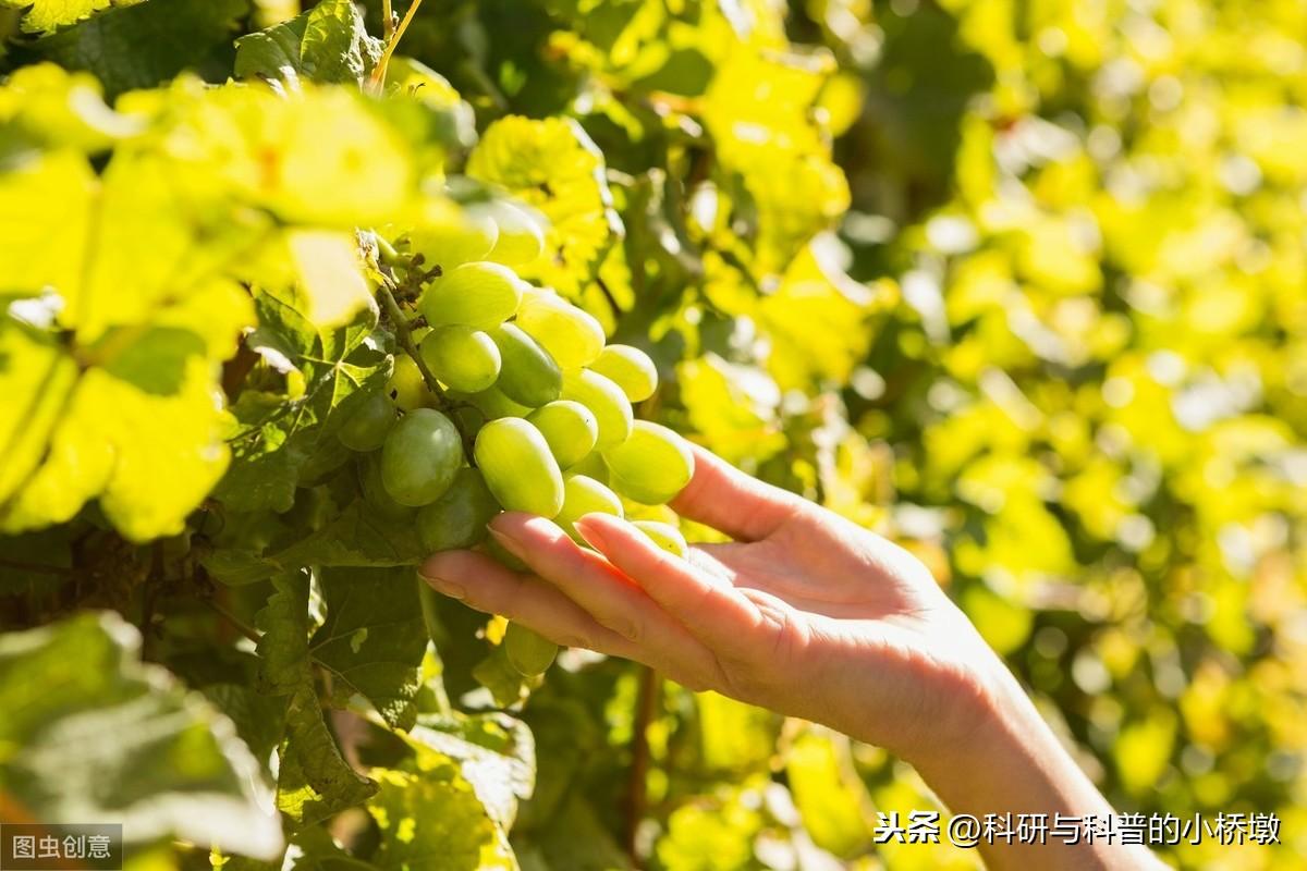 什么水果有利于降糖（6种水果可降低糖尿病发病风险）
