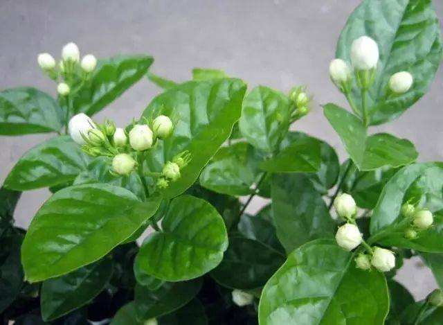 茉莉花怎么养,绽放芬芳的秘诀