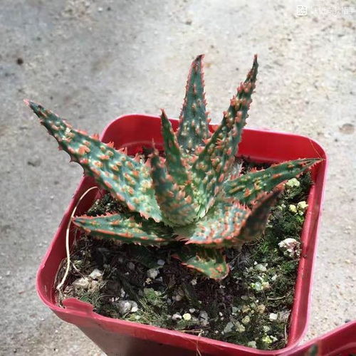 芦荟变红了什么情况,揭秘植物异变背后的奥秘