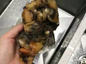 鱼沤能浇什么花,养花佳品，揭秘其浇灌花卉的神奇效果