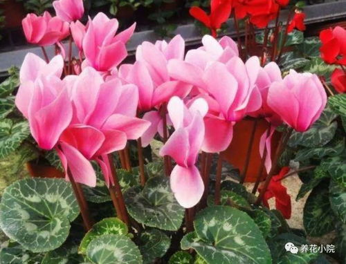 仙客来什么时候开花,冬季绽放的美丽与养护指南