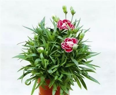 植物盆栽花康乃馨怎么养,绽放美丽与香气的秘诀
