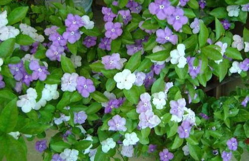冬天苿莉花怎么养,冬季苿莉花养护攻略