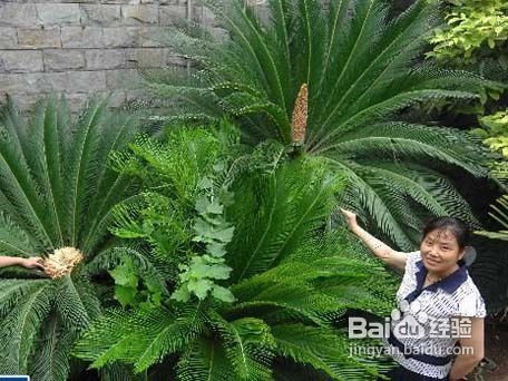 盆栽苏铁土到什么位置,培育健康植株的关键