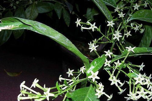 夜来香花怎么种,培育夜色中的迷人芬芳