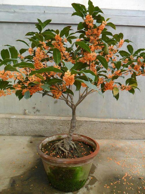 盆栽桂花低于多少度进屋,盆栽桂花需移入室内养护”