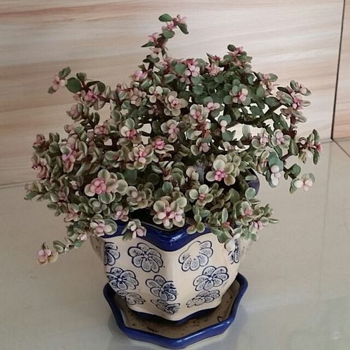 怎么使雅乐之舞爆盆,轻松实现植物茂盛生长