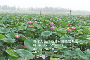 荷花如何种植,从种子处理到养护技巧