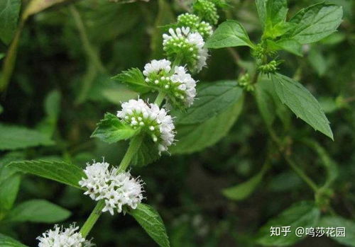 薄荷花语是什么,纯洁与清雅的象征