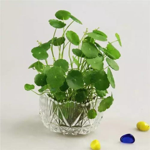 月季绿萝怎么养,家居绿植养护攻略