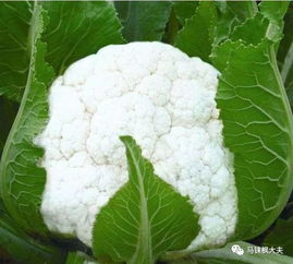 怎么生白菜花,从播种到收获的全程指南