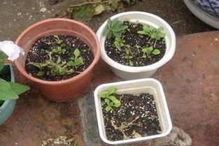 观光木瓜怎么种植方法,从选种到养护的全方位指导