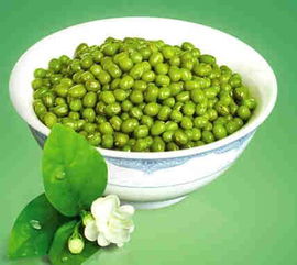 绿豆应该如何养殖,绿豆高效种植与养殖技术指南