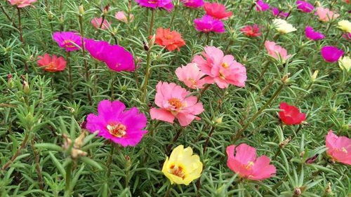 火炬花开花后怎么剪,花开后如何正确剪枝