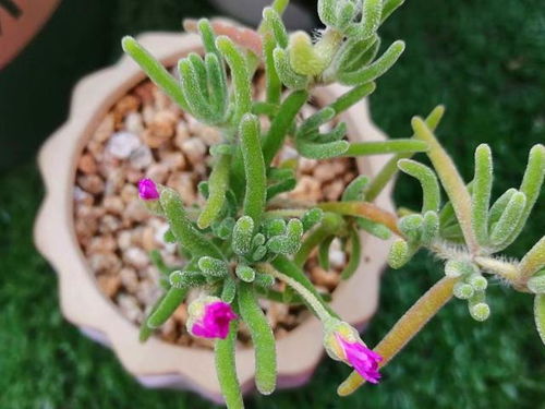 枝干番杏怎么养,从播种到成熟的多肉植物养护全解析