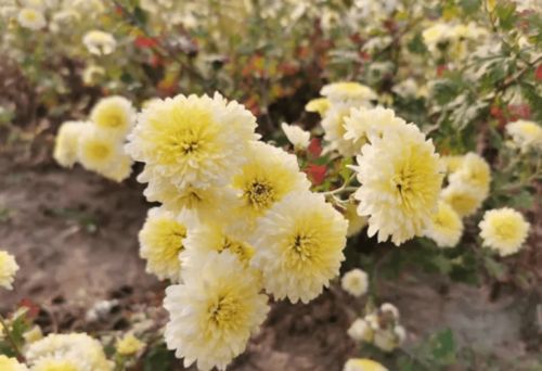 菊花象征的特点是什么,菊花象征的内涵与寓意