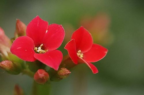 黄红色是都有什么花,探寻黄红色花朵的美丽世界