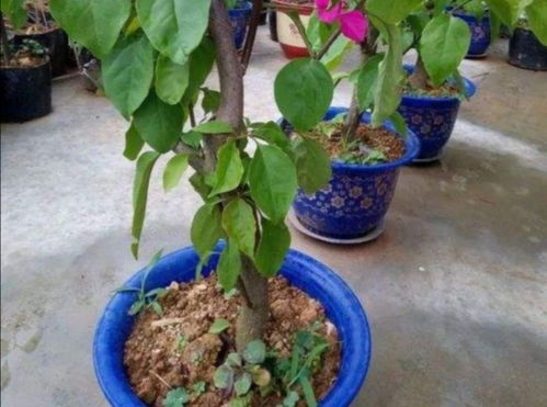 花卉土太硬如何换,花卉换土攻略