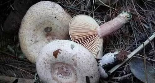 青龙山枞树菌种植基地地址