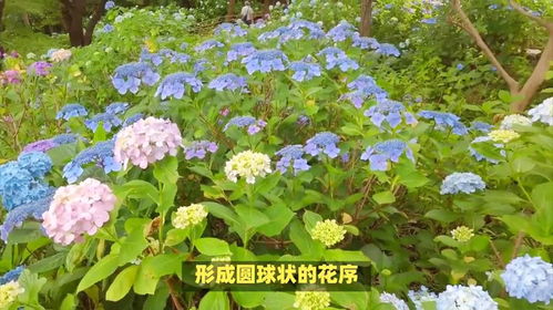 夏天有哪些植物,夏季常见植物大盘点