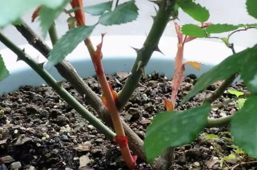 怎么样让月季芽边,月季芽边培育技巧解析