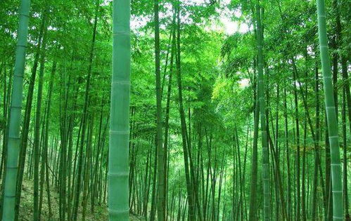 竹子怎么种植,从选种到养护的实用指南