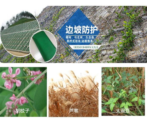 狗牙根怎么防治,科学管理，守护草坪健康