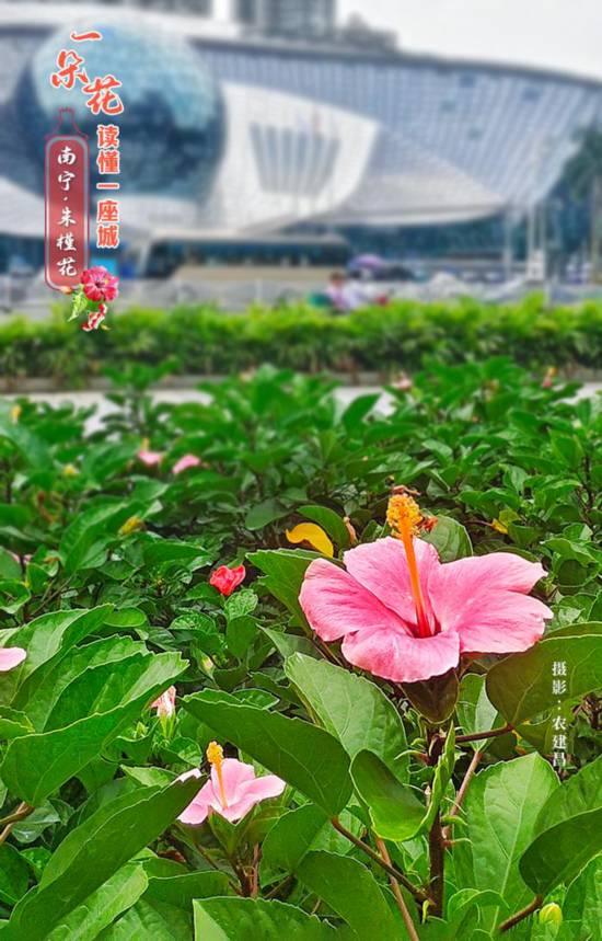 南宁市市花是什么