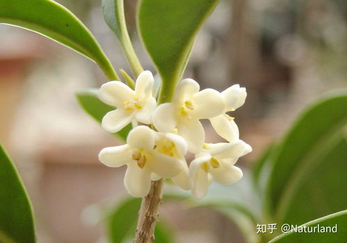 桂花叶尖枯焦怎么修复,桂花叶尖枯焦问题解析与修复策略