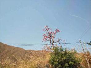木棉花如何储存,木棉花储存技巧与保鲜指南