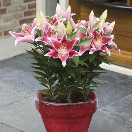 百合花球怎么种植,从选种到养护的实用指南