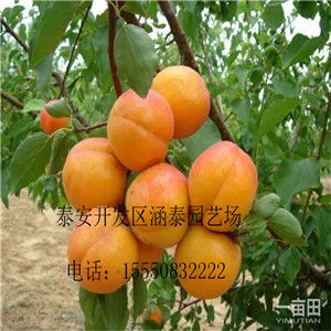 杏树夏日如何修剪,夏日杏树修剪技巧概述